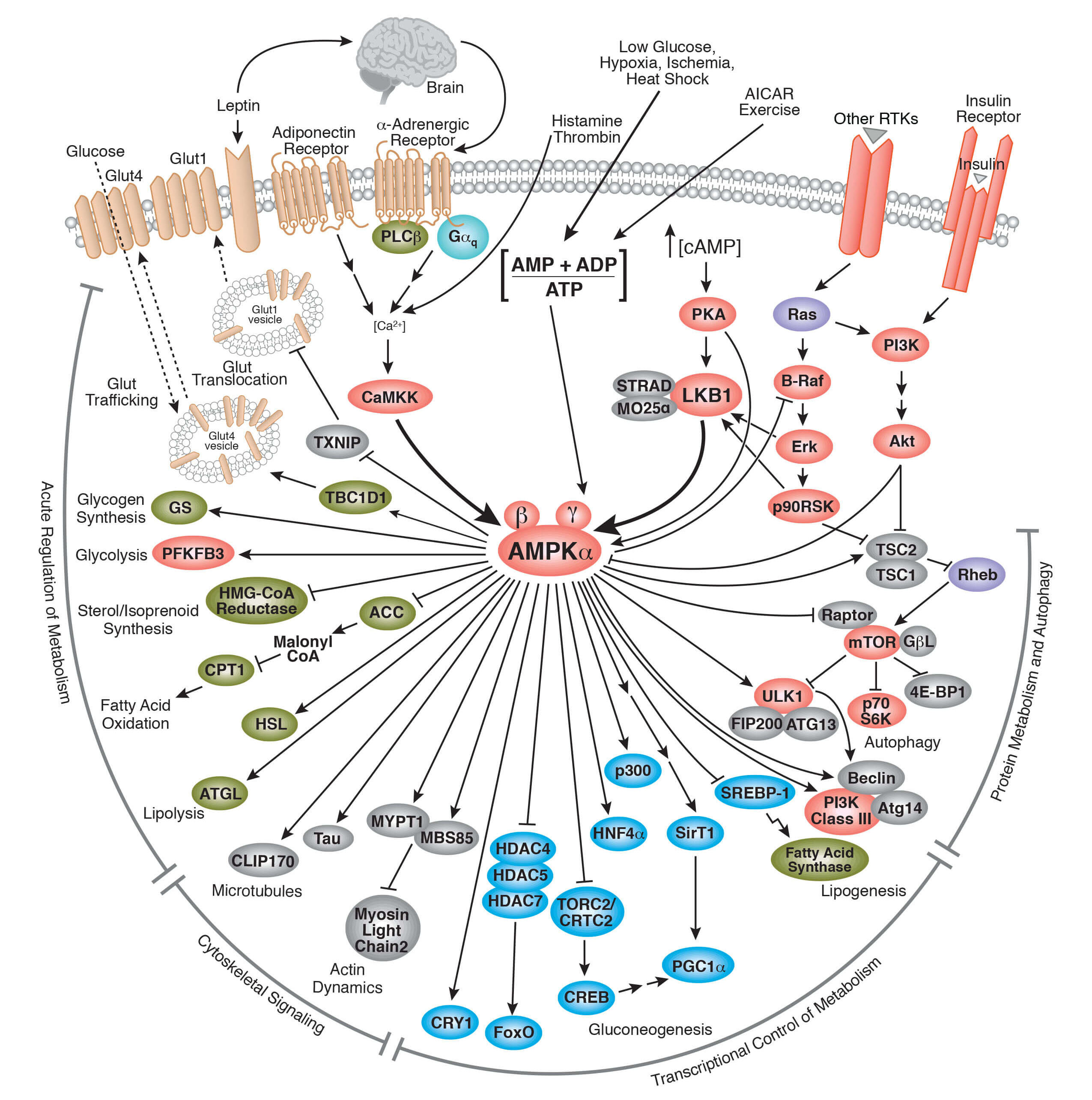 Cell Signaling Pathway Diagram